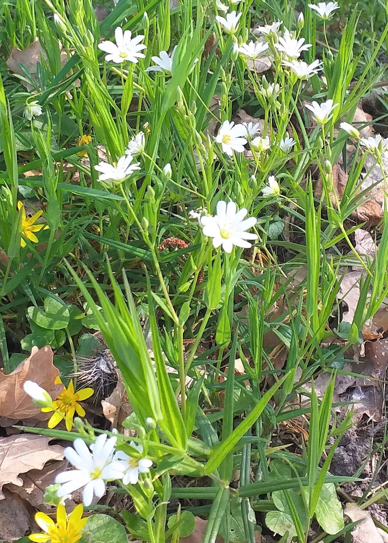 Annexe biodiversité du jardin.jpg