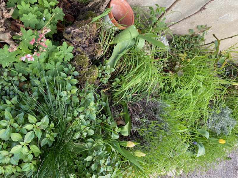 Annexe IMG_7658.jpeg