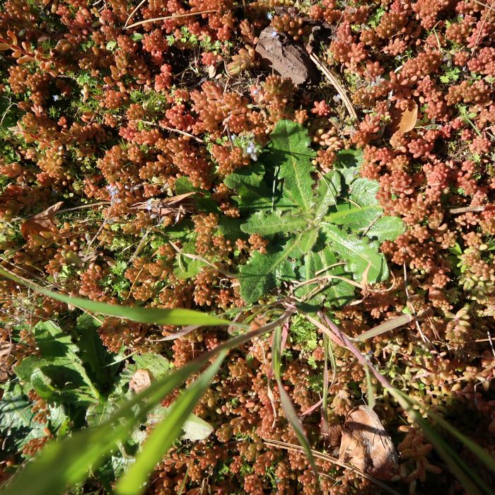 Annexe 20200405113701_IMG_5397.JPG