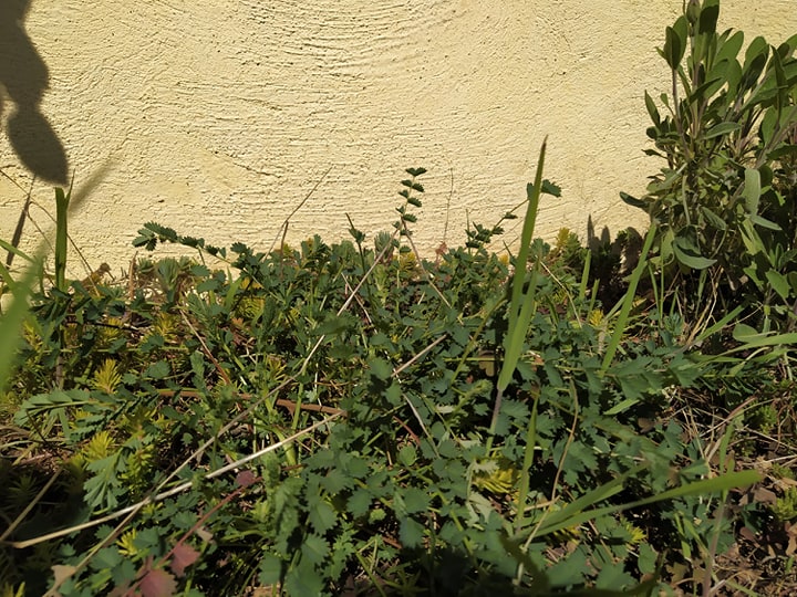 Annexe Biodiversité 1.jpg