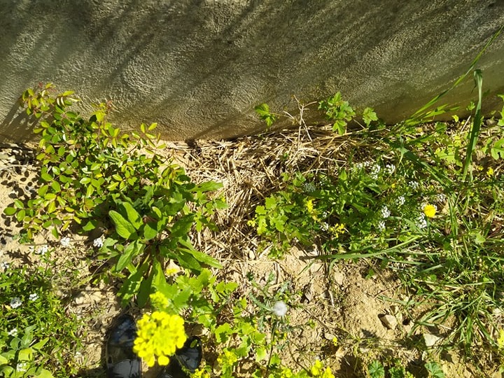 Annexe Biodiversité 2.jpg