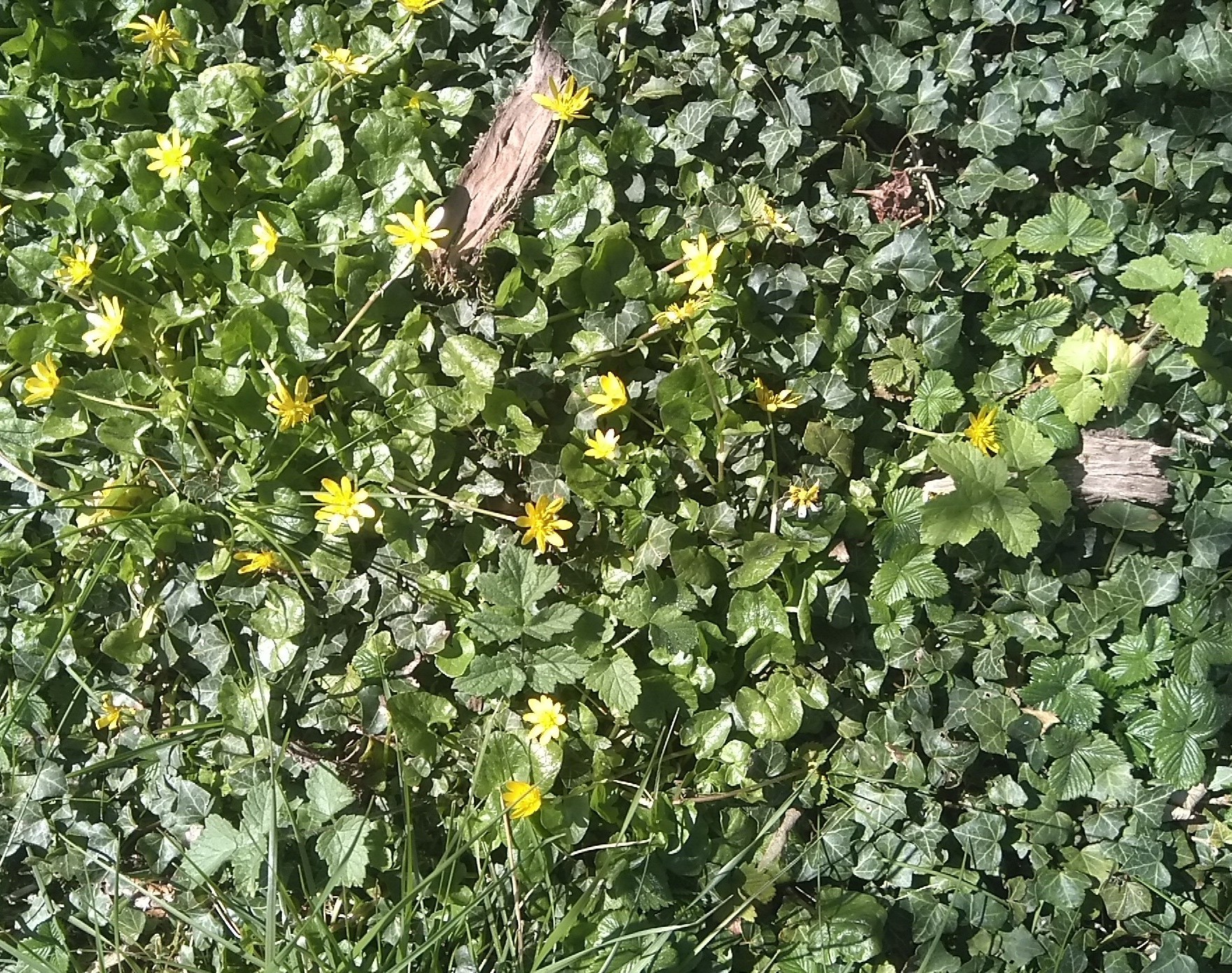 Annexe IMG_20200405_115702~5.jpg