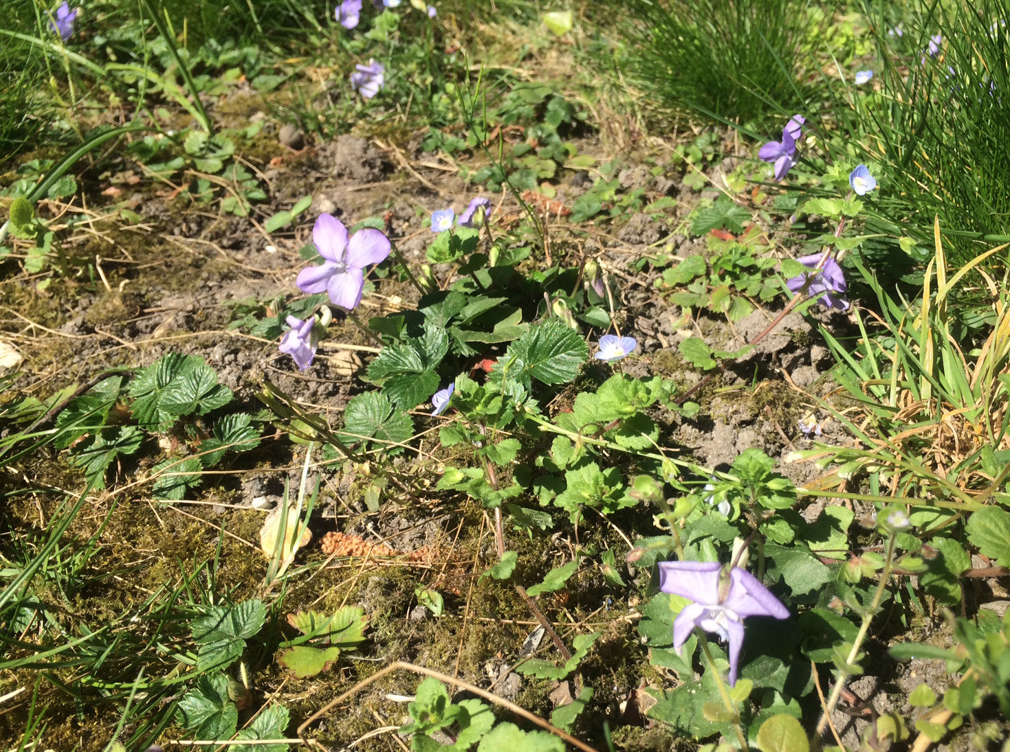 Annexe jardin ombragé.JPG