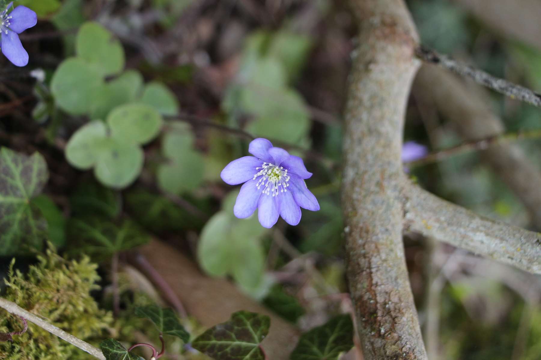 Annexe Anémone hépatique (Hepatica nobilis) (1).jpg