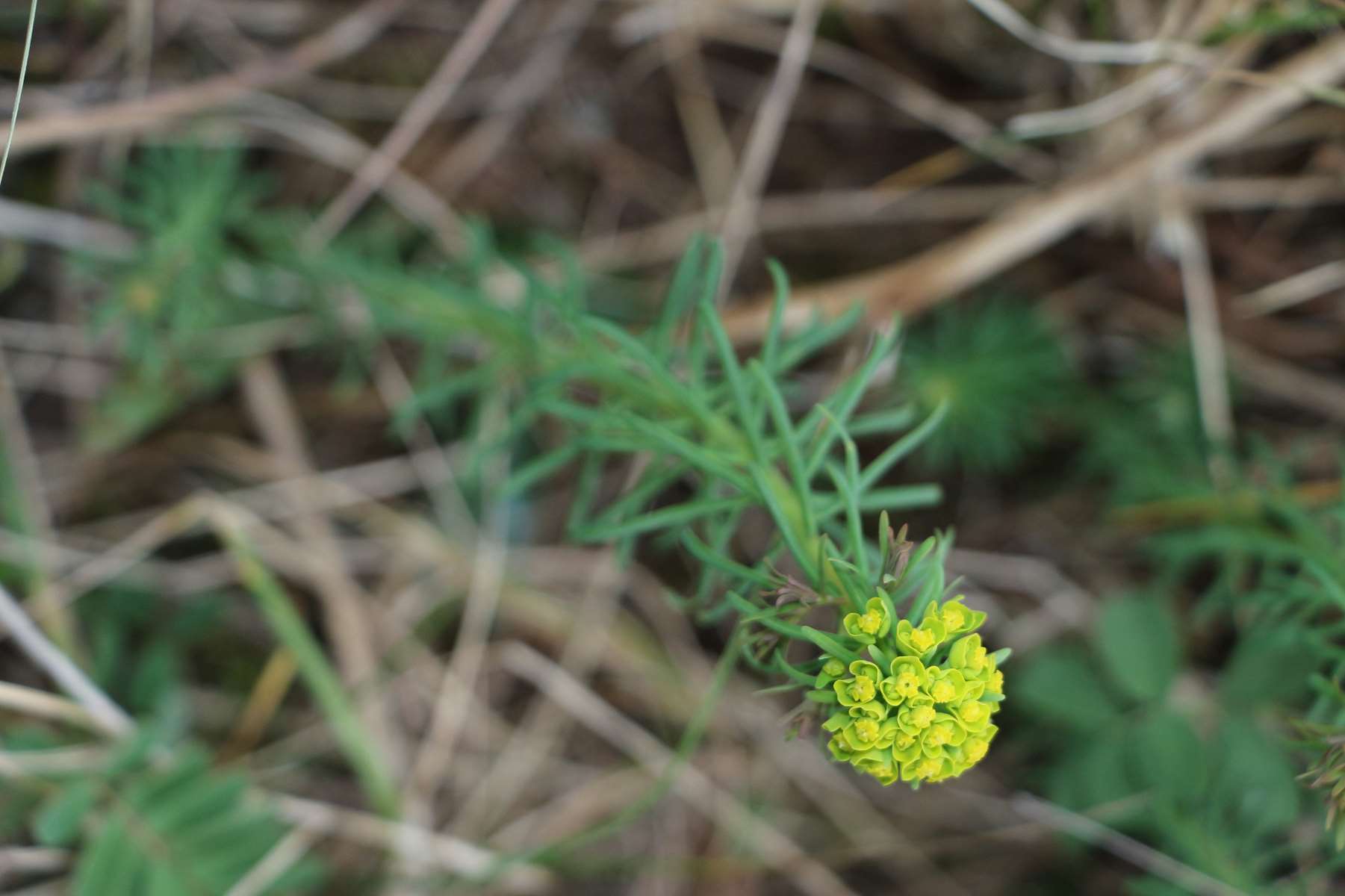 Annexe Euphorbe faux cyprès (Euphorbia cyparissias).jpg