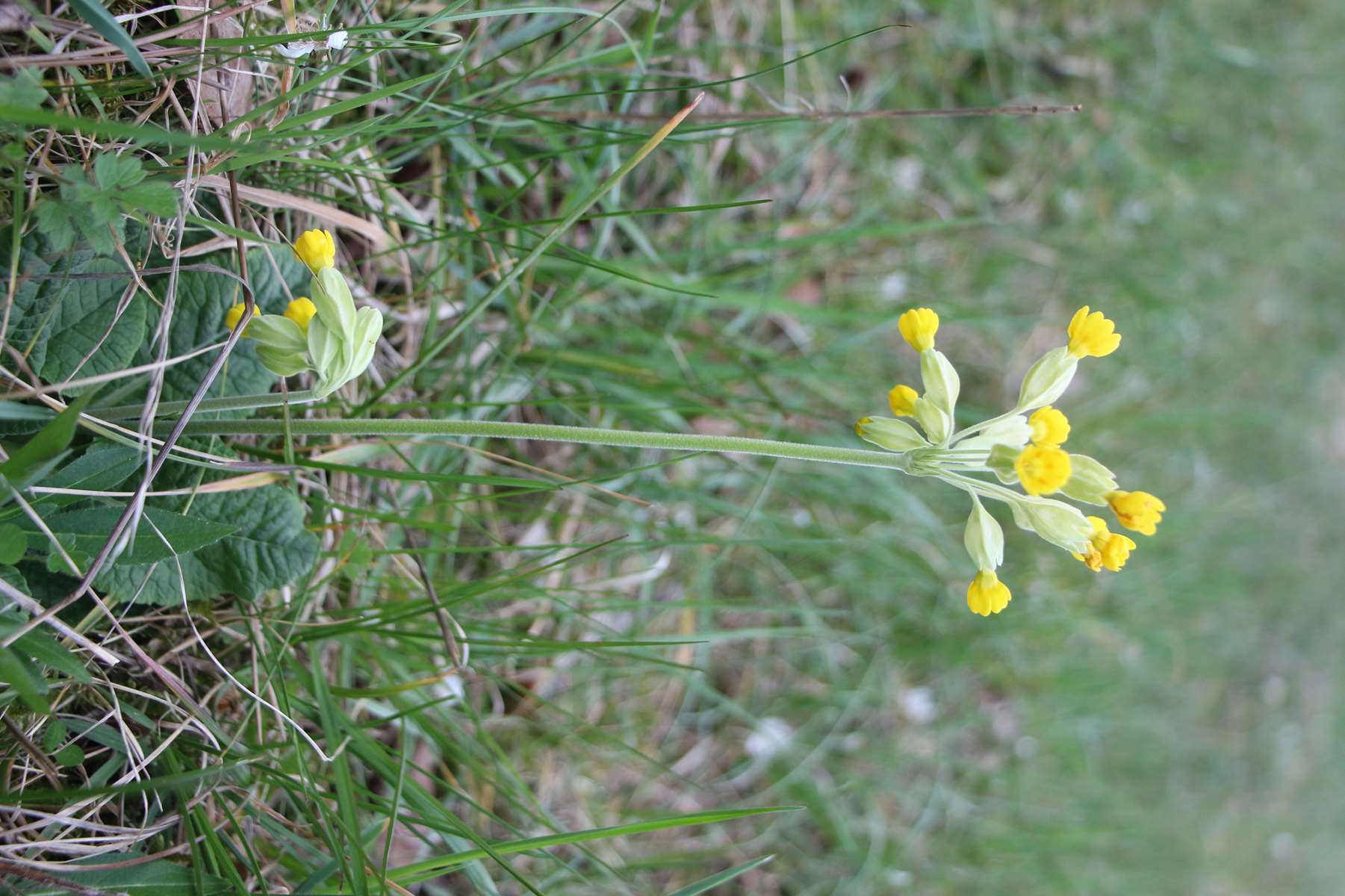 Annexe Primevère officinale (P (1).jpg