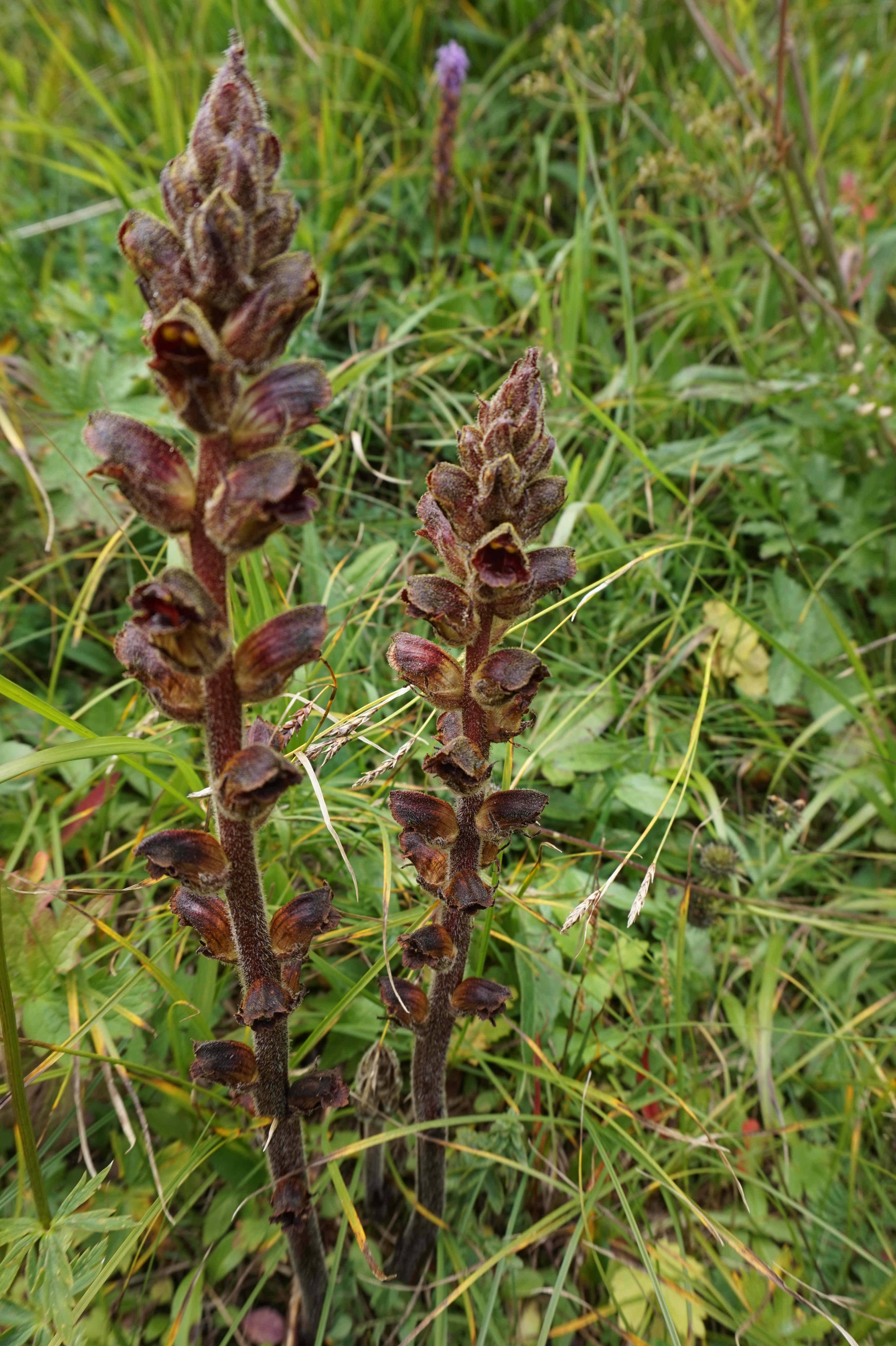 Annexe DSC02586-l.JPG