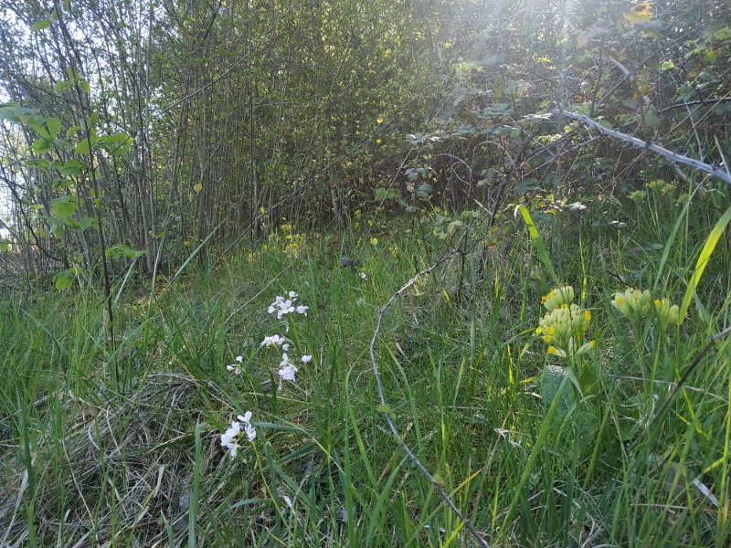 Annexe IMG_20200405_154812 (800x600).jpg