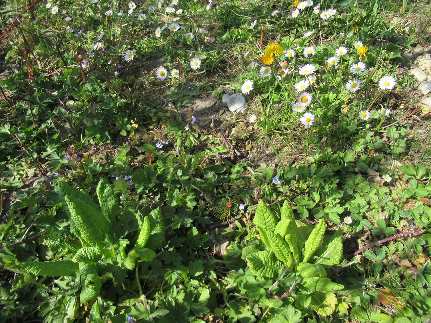 Annexe IMG_3023.pt.jpg