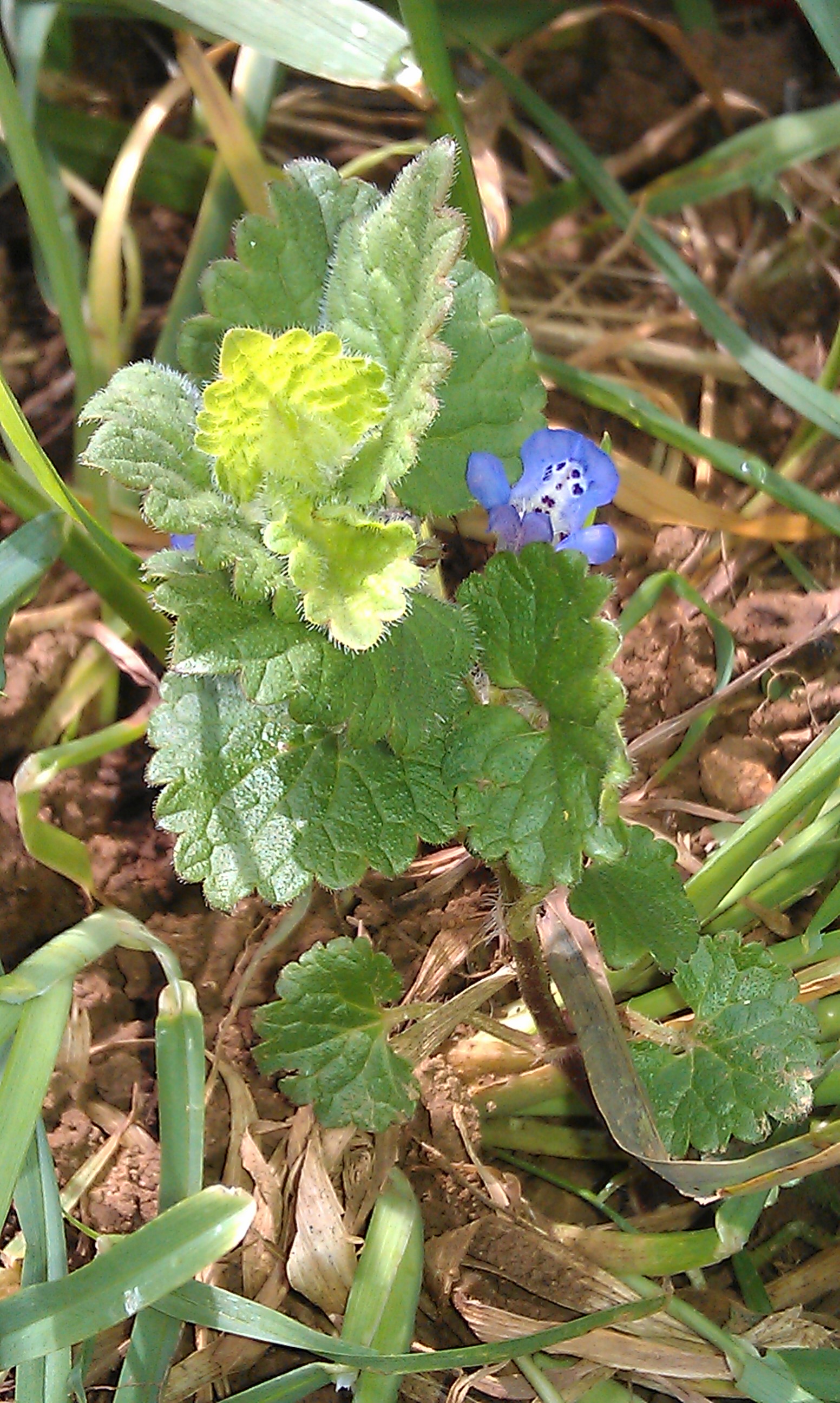Annexe plante entière.jpg
