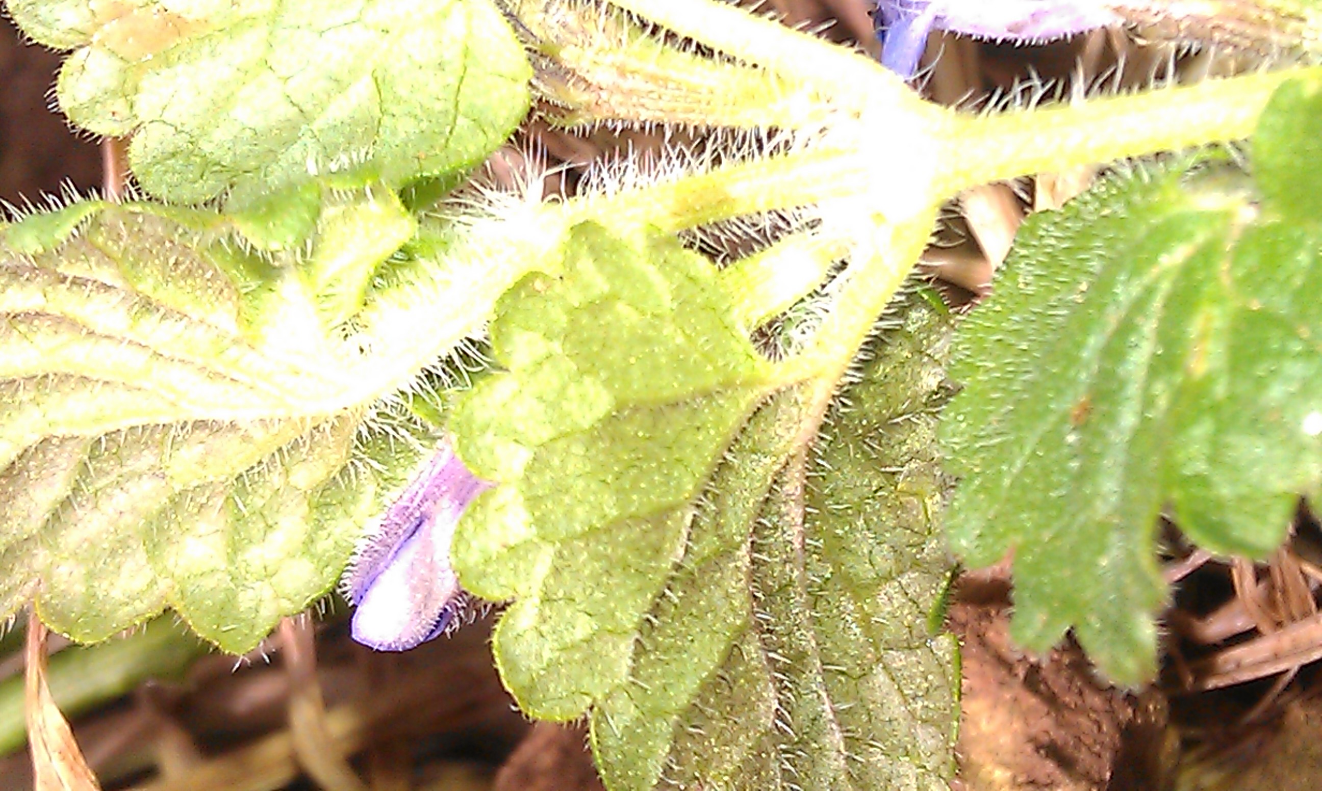 Annexe tige et feuille.jpg