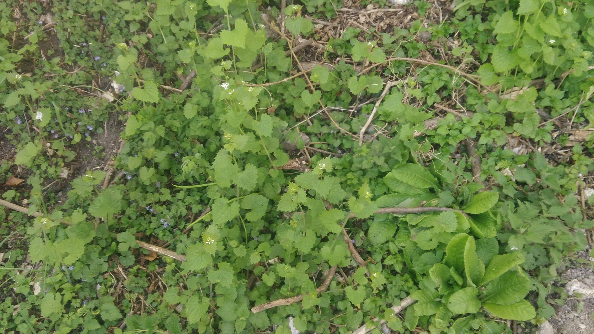 Annexe 92507997_630318990866992_8376164358757023744_n.jpg