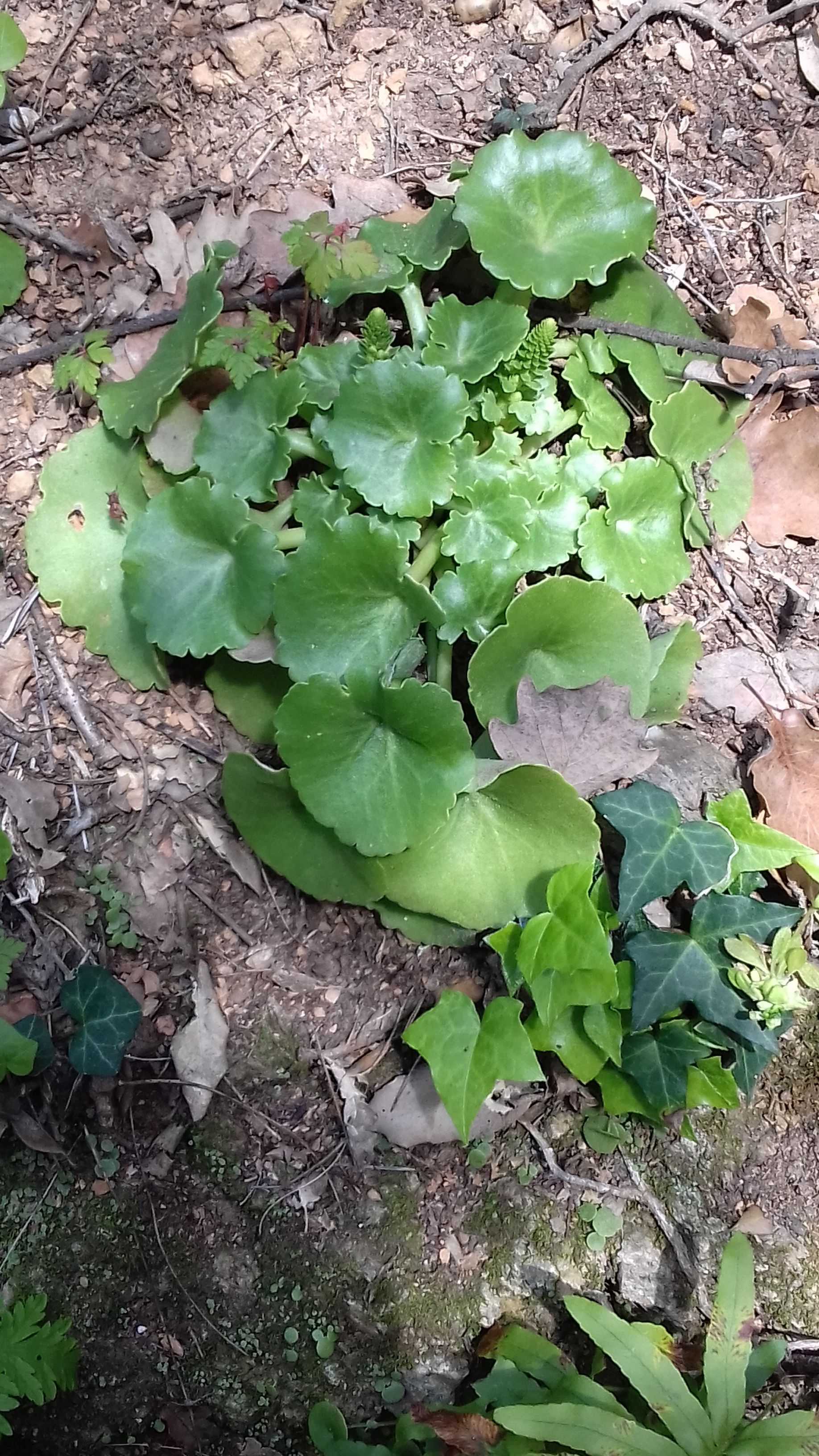 Annexe Autour du nombril de Venus .jpg