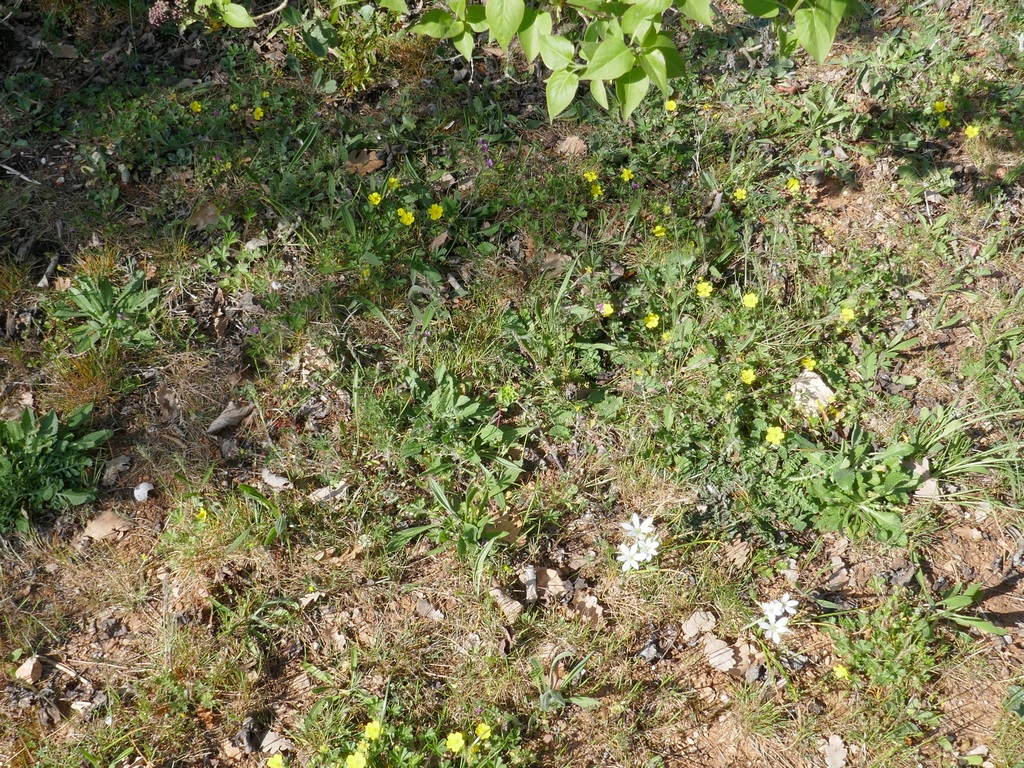 Annexe Biodiversité dans le jardin.JPG