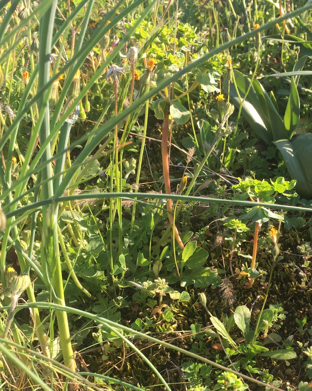 Annexe EA651D63-4FAD-48F9-9FB1-54A07D0E0C54.jpeg