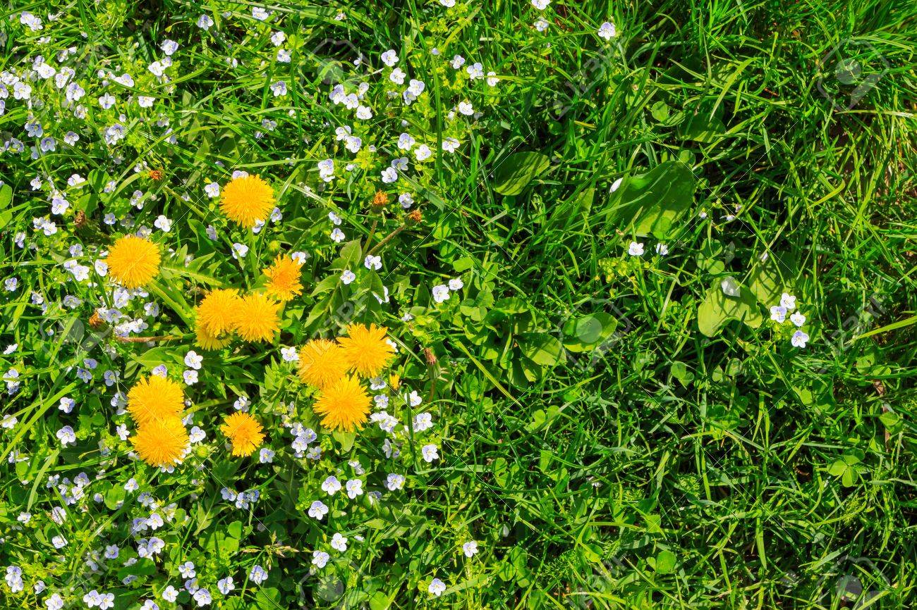 Annexe 19555479-fleurs-jaunes-de-pissenlit-et-fleurs-de-trèfle-blanc-dans-l-herbe-verte.jpg