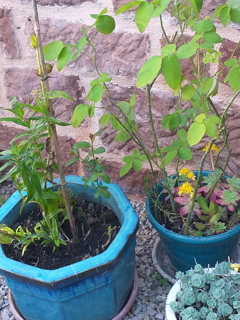 Annexe 20200405_180736.jpg