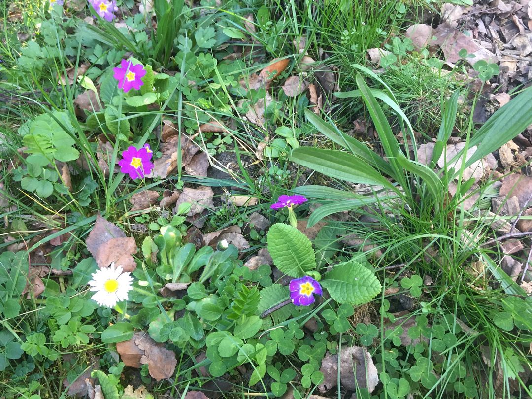 Annexe IMG_2397_opt.jpg