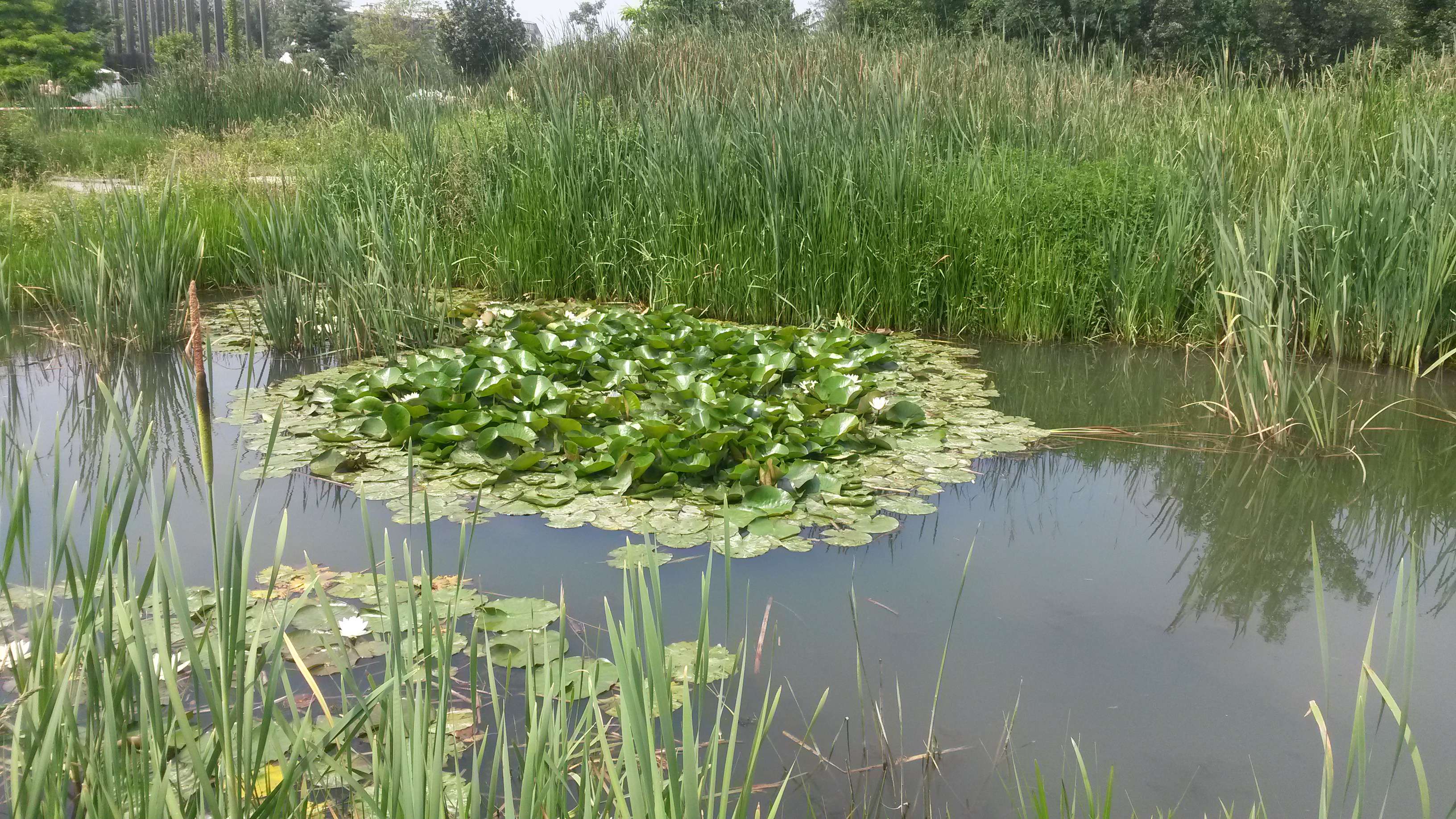 Annexe 20180609_134153-ConvertImage.jpg