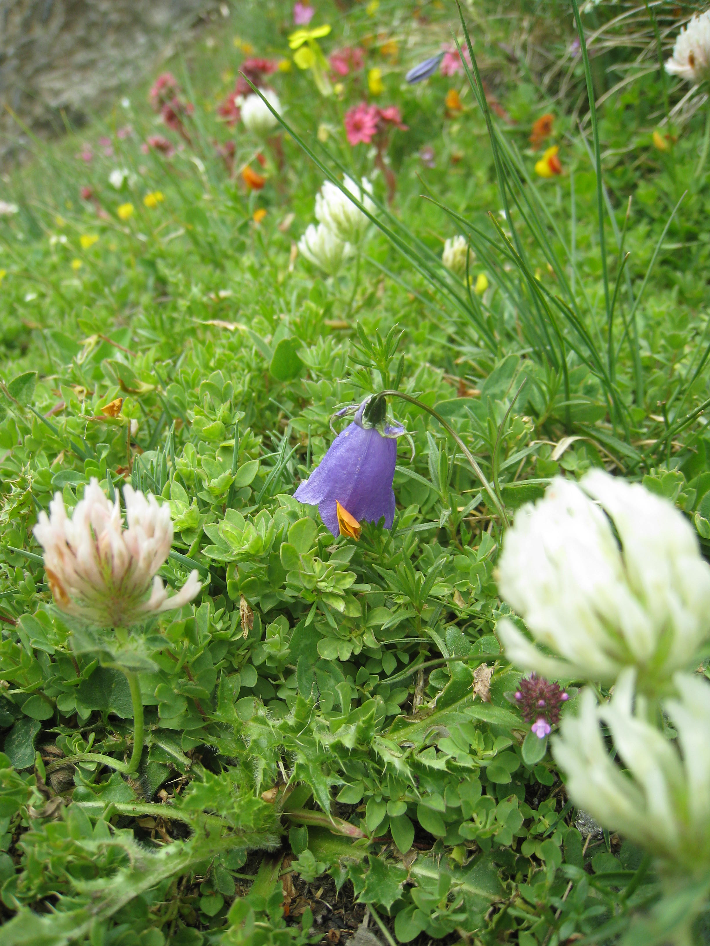 Annexe ALPAGE FLEURI.jpg