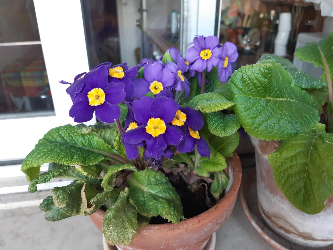 Annexe primevere.jpg