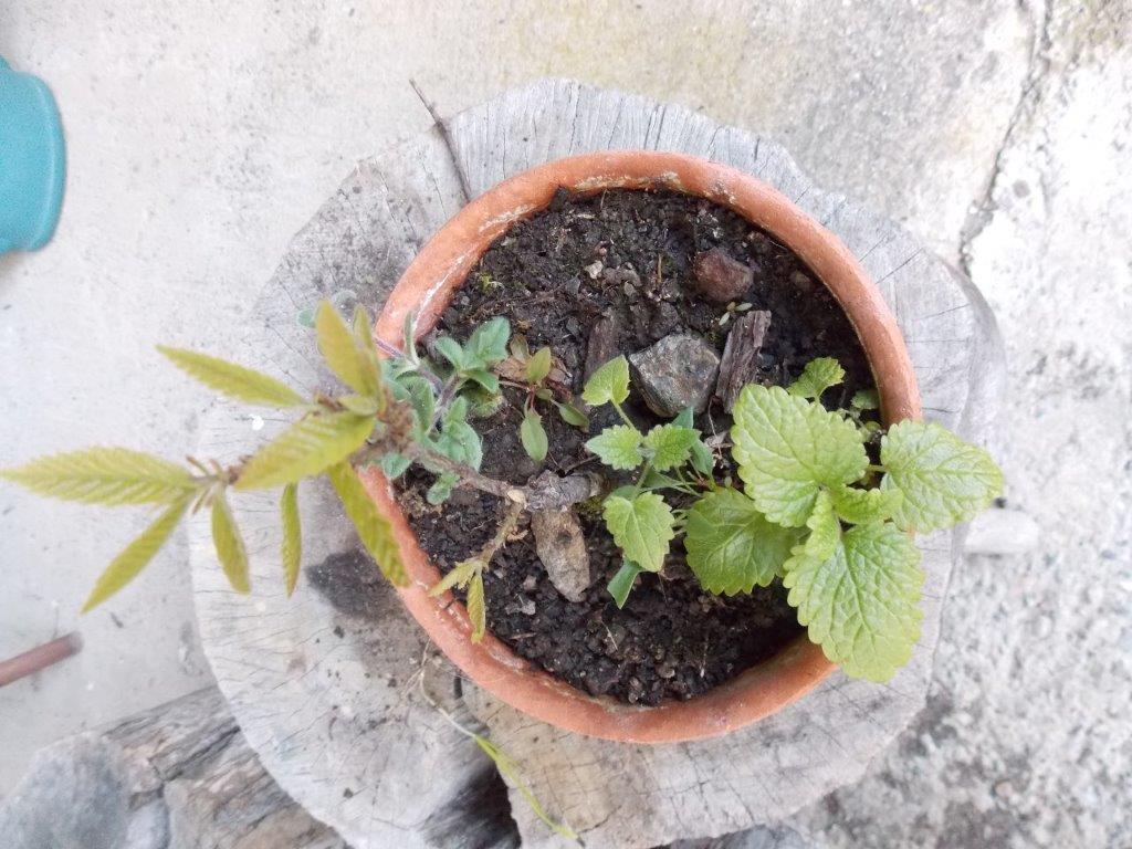Annexe biodiversité dans un pot.jpg