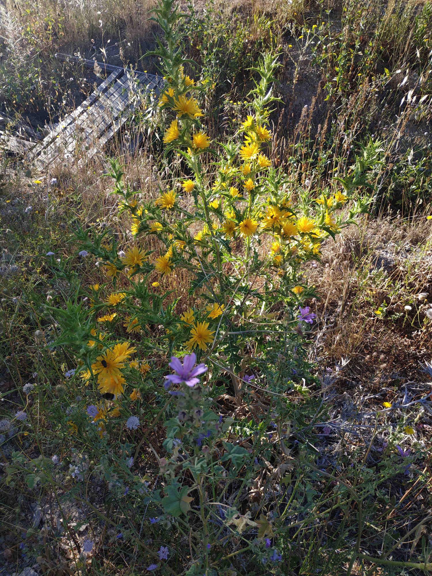 Annexe FRICHE GARE VITROLLES AEROPORT-190619.jpg