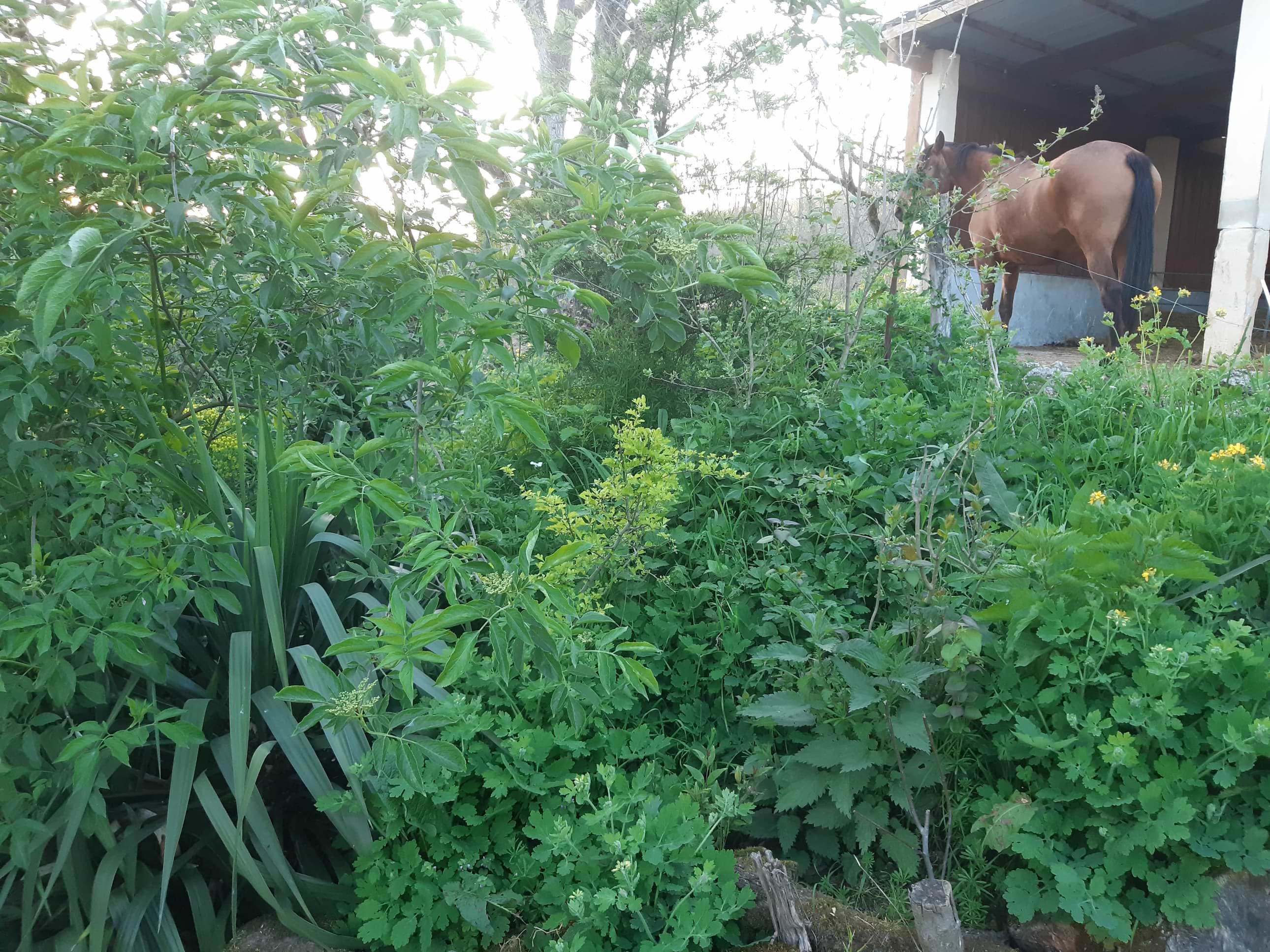 Annexe 20200403_200801-min-min.jpg