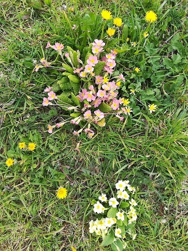 Annexe Primevère sauvage.jpg