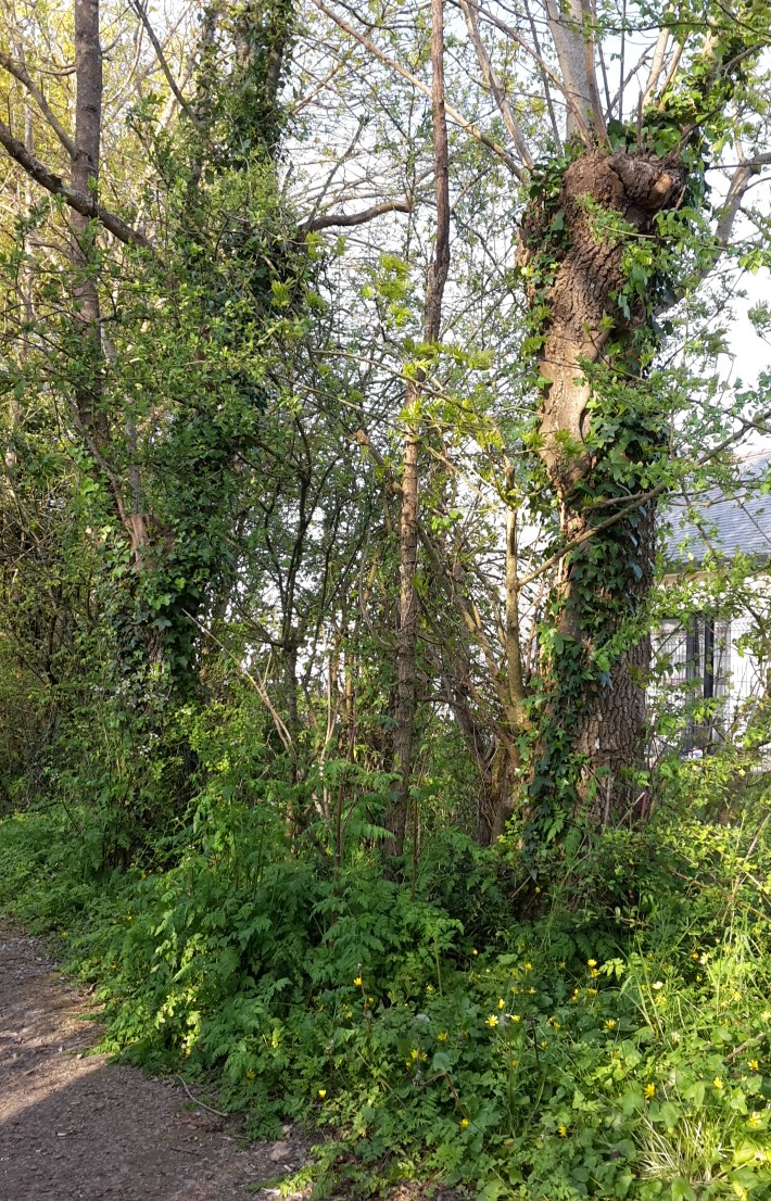 Annexe 20200402_184313.jpg