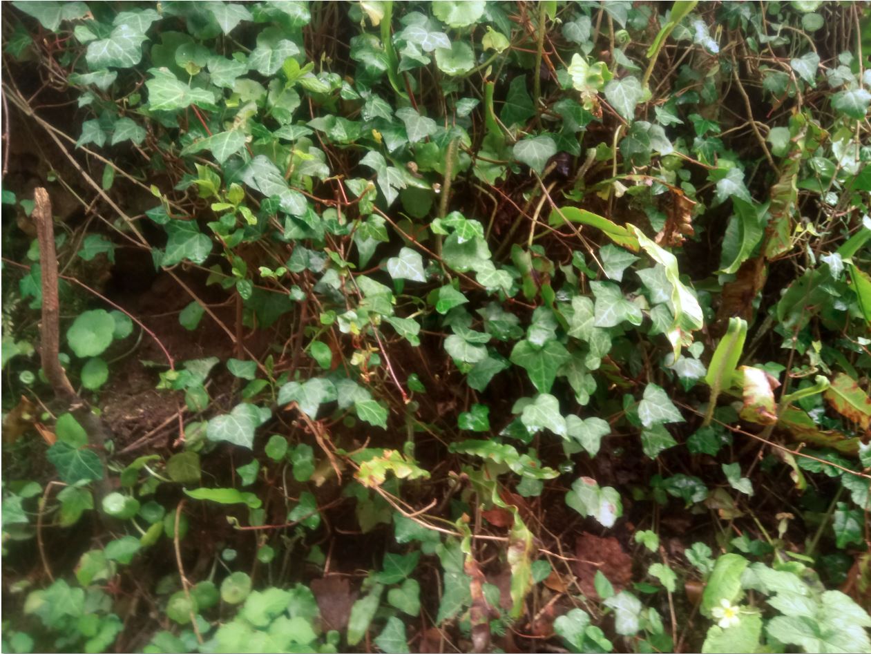 Annexe diversité.JPG