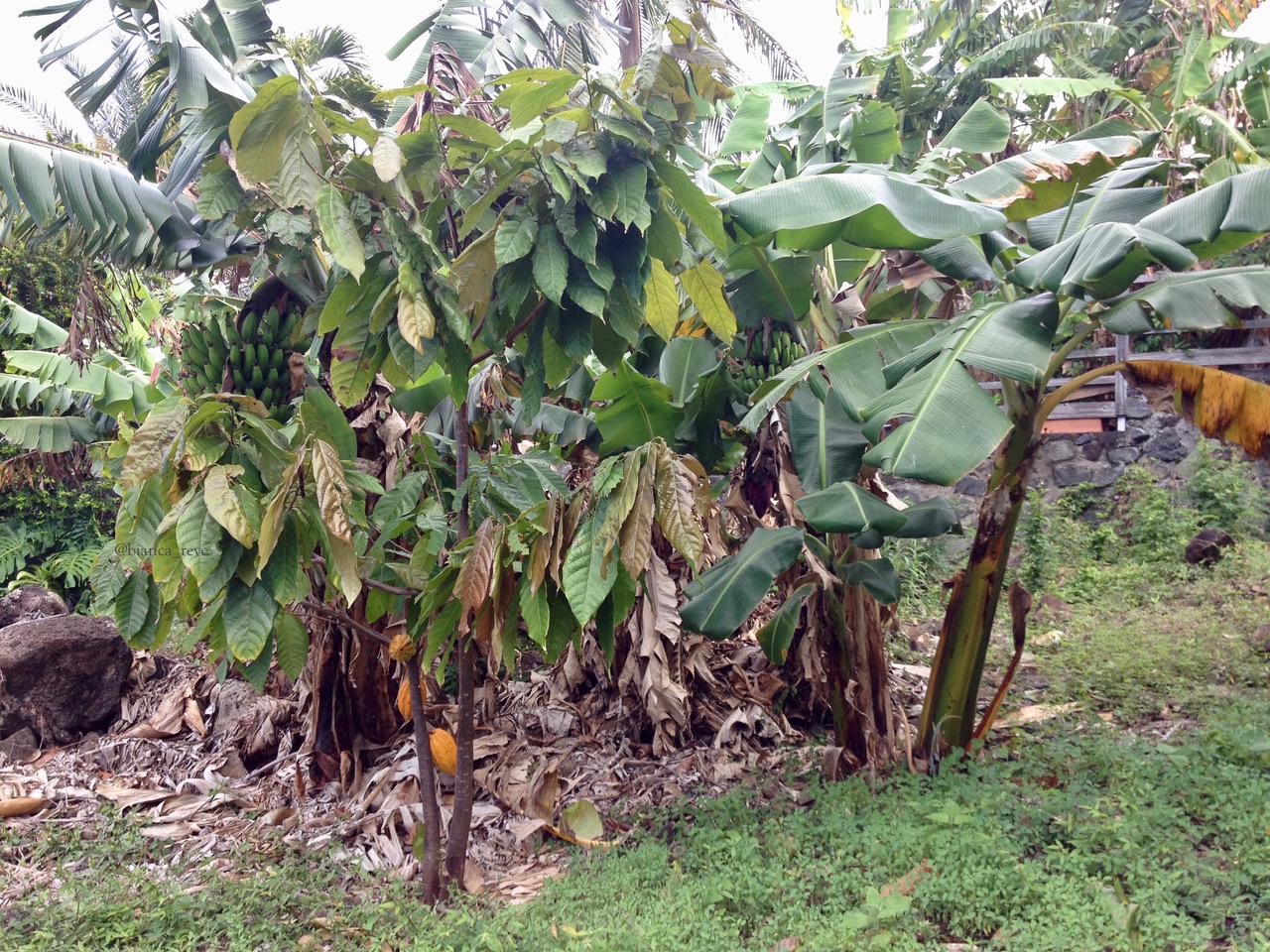 Annexe LANG_ cacaoyer et bananier.jpeg