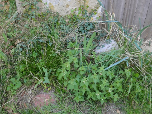 Annexe P1020392 (Petit).JPG