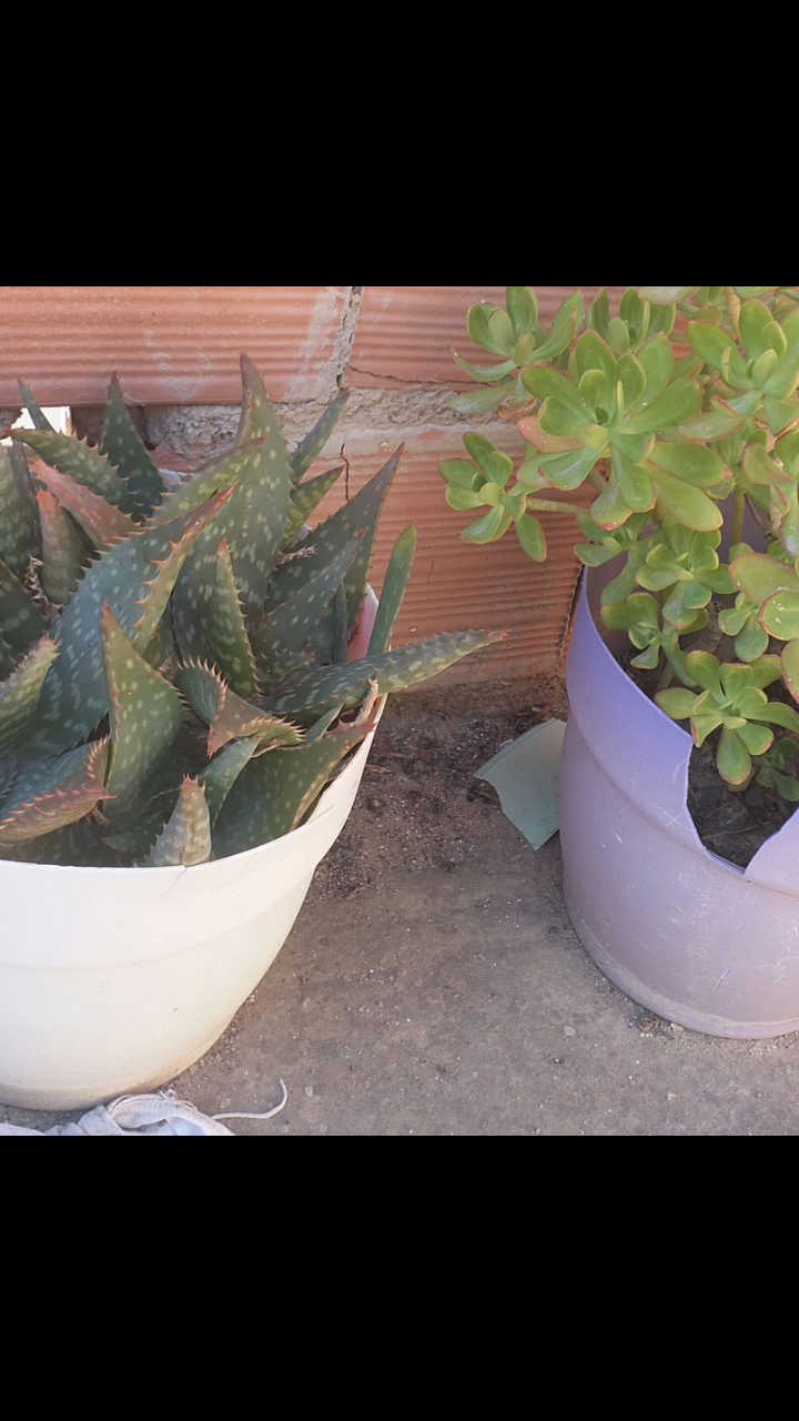 Annexe Screenshot_20200406-110051.png