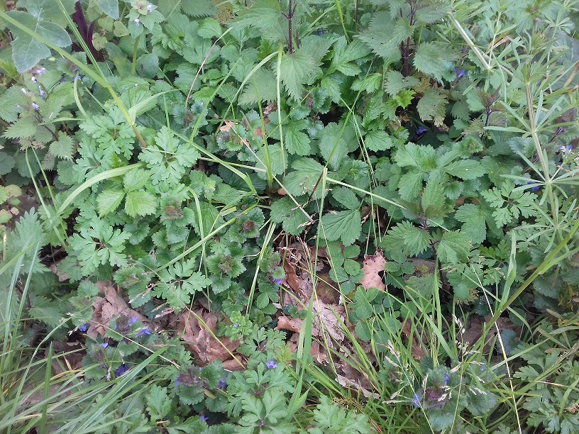 Annexe biodiversité +.jpg