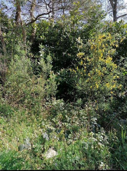 Annexe biodiversité.jpg