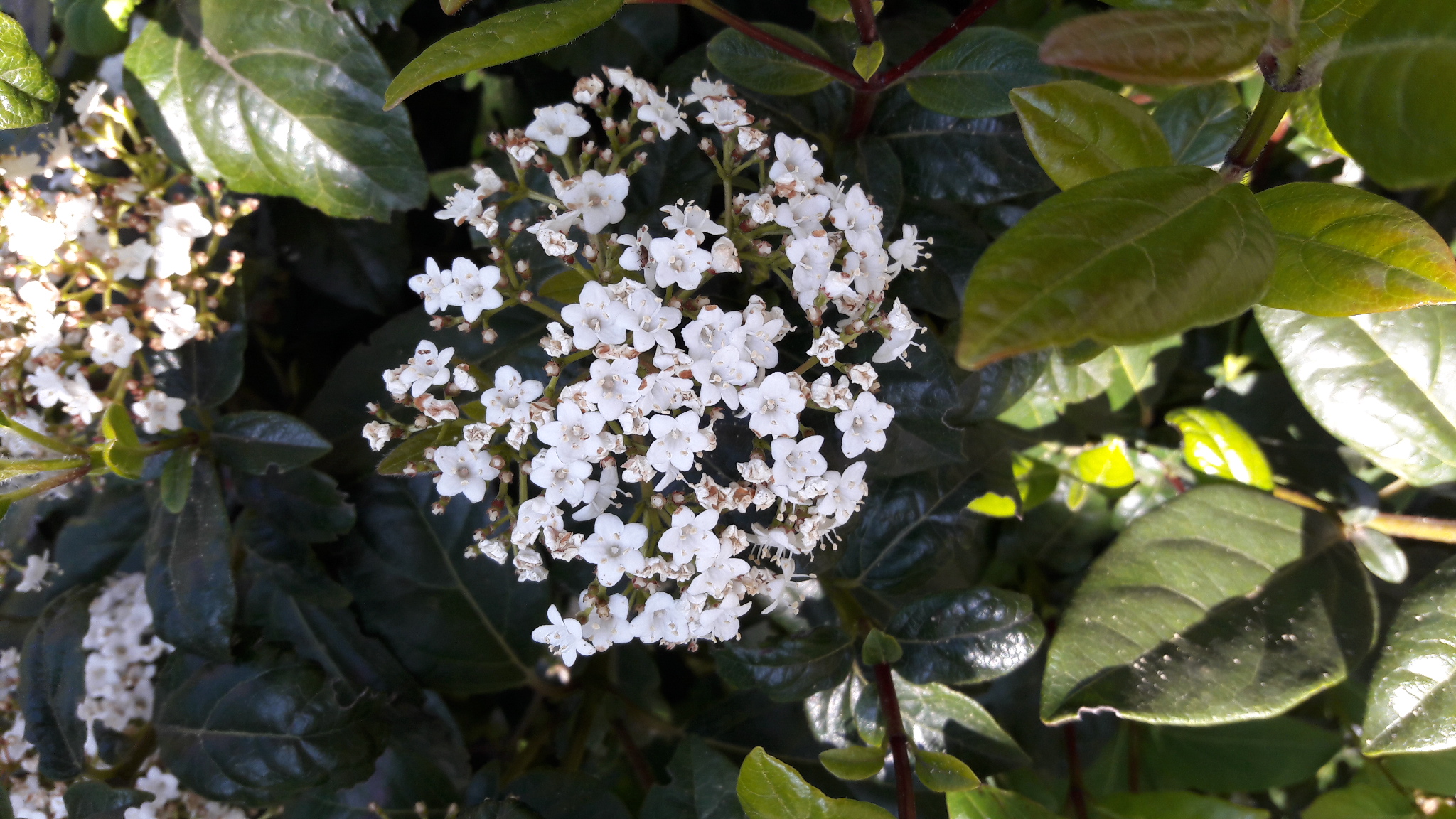 Annexe 20200405_163128.jpg