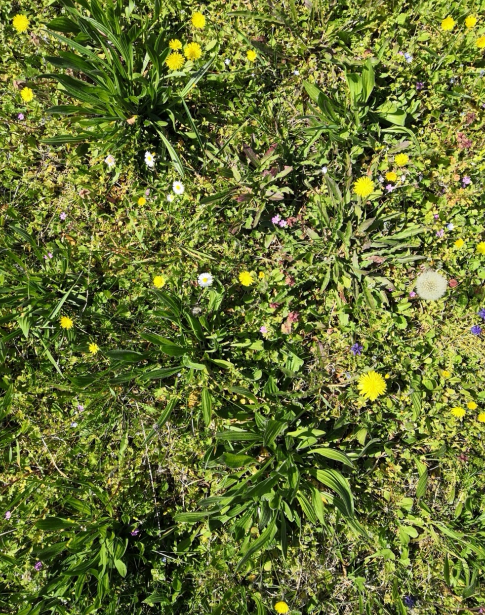 Annexe Biodiversité .jpg