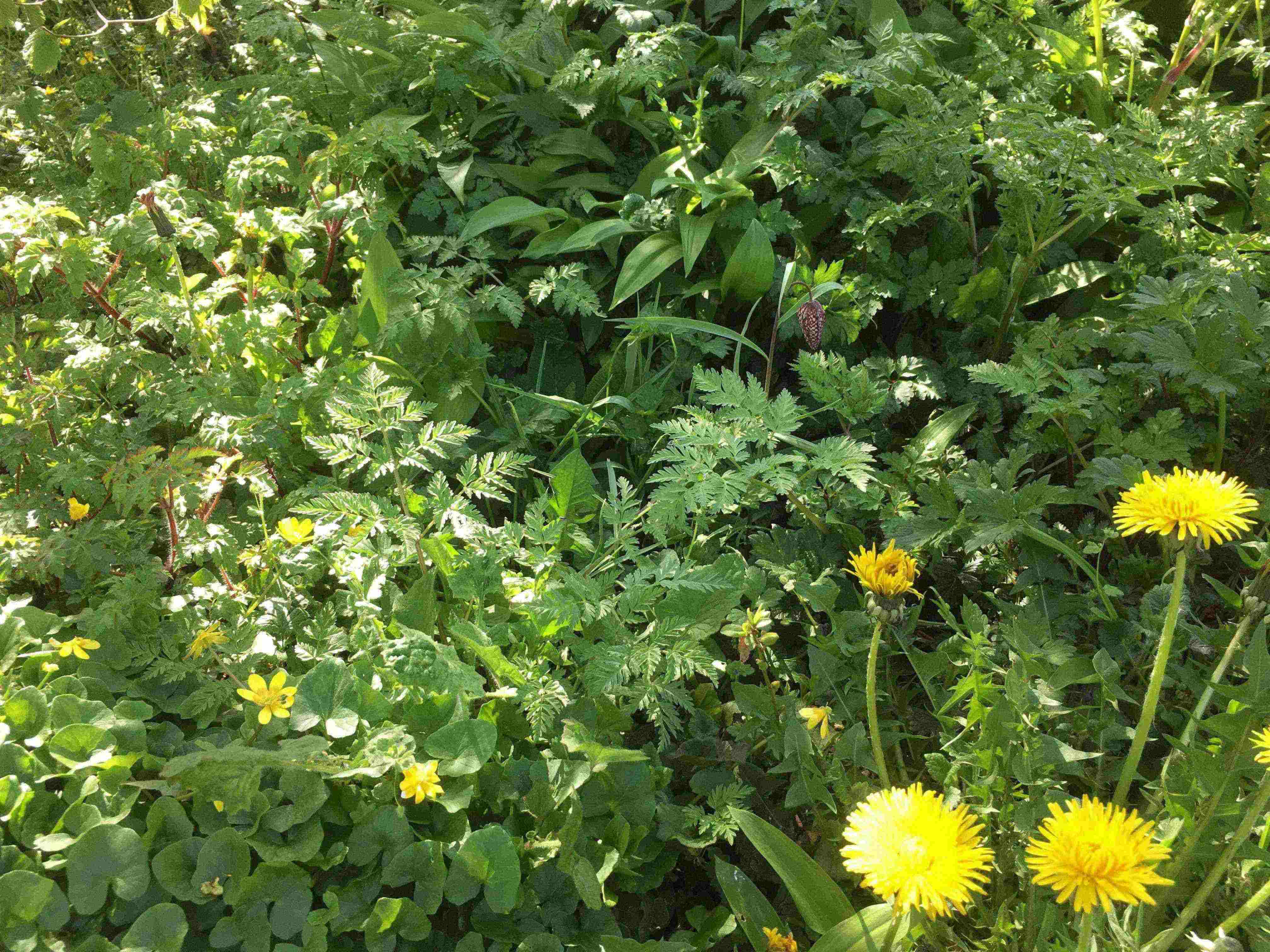 Annexe mooc botanique 2.jpg