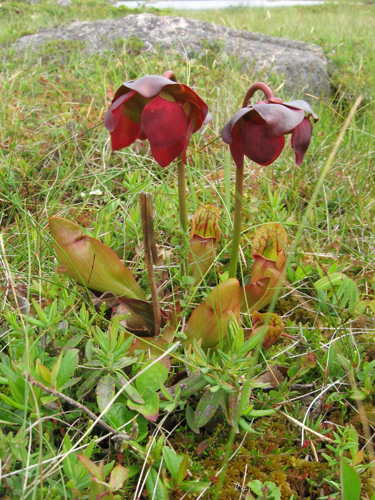 Annexe Sarracénie pourpre et autre flore.JPG
