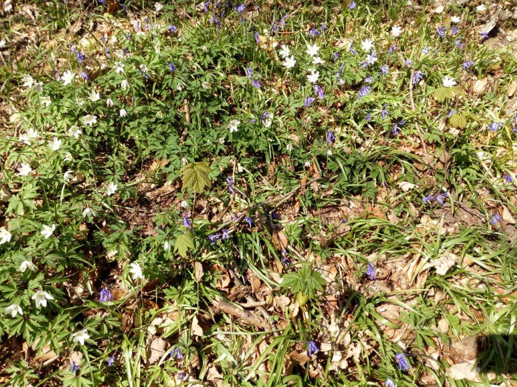 Annexe IMG_20200406_152705.jpg