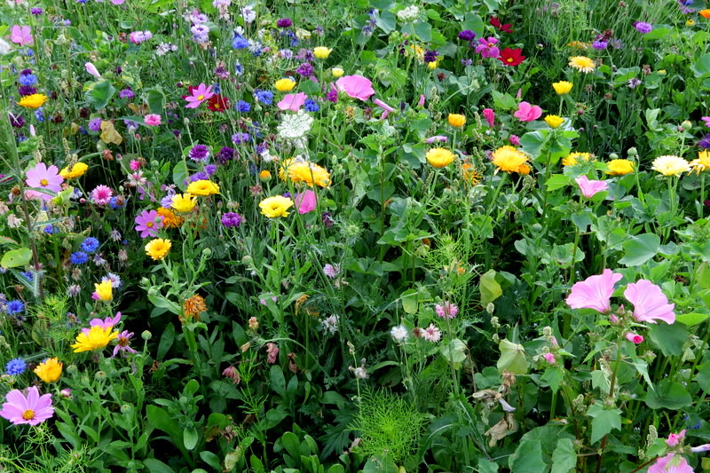 Annexe 14523379280_18436a4127_b.jpg