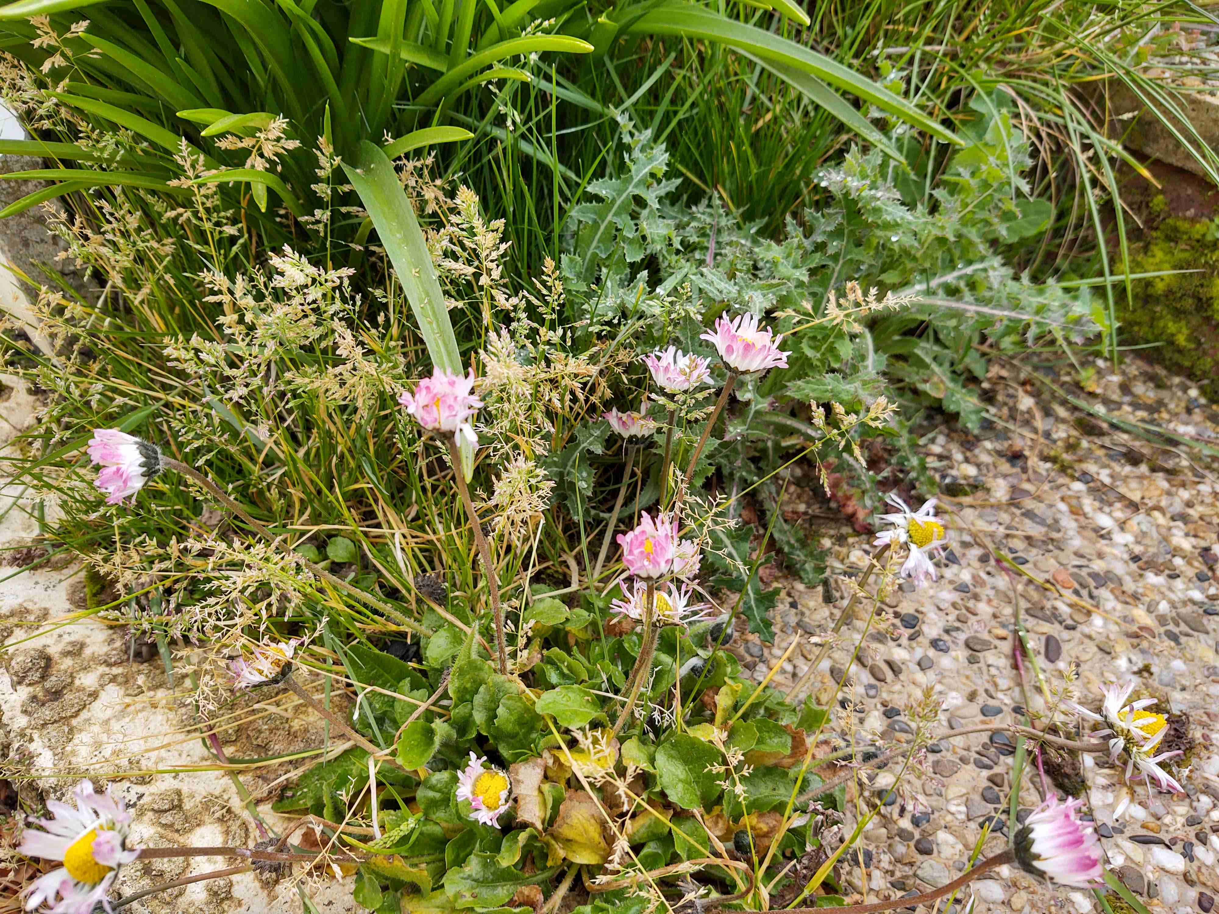 Annexe IMG_20200406_181137390_HDR2.jpg