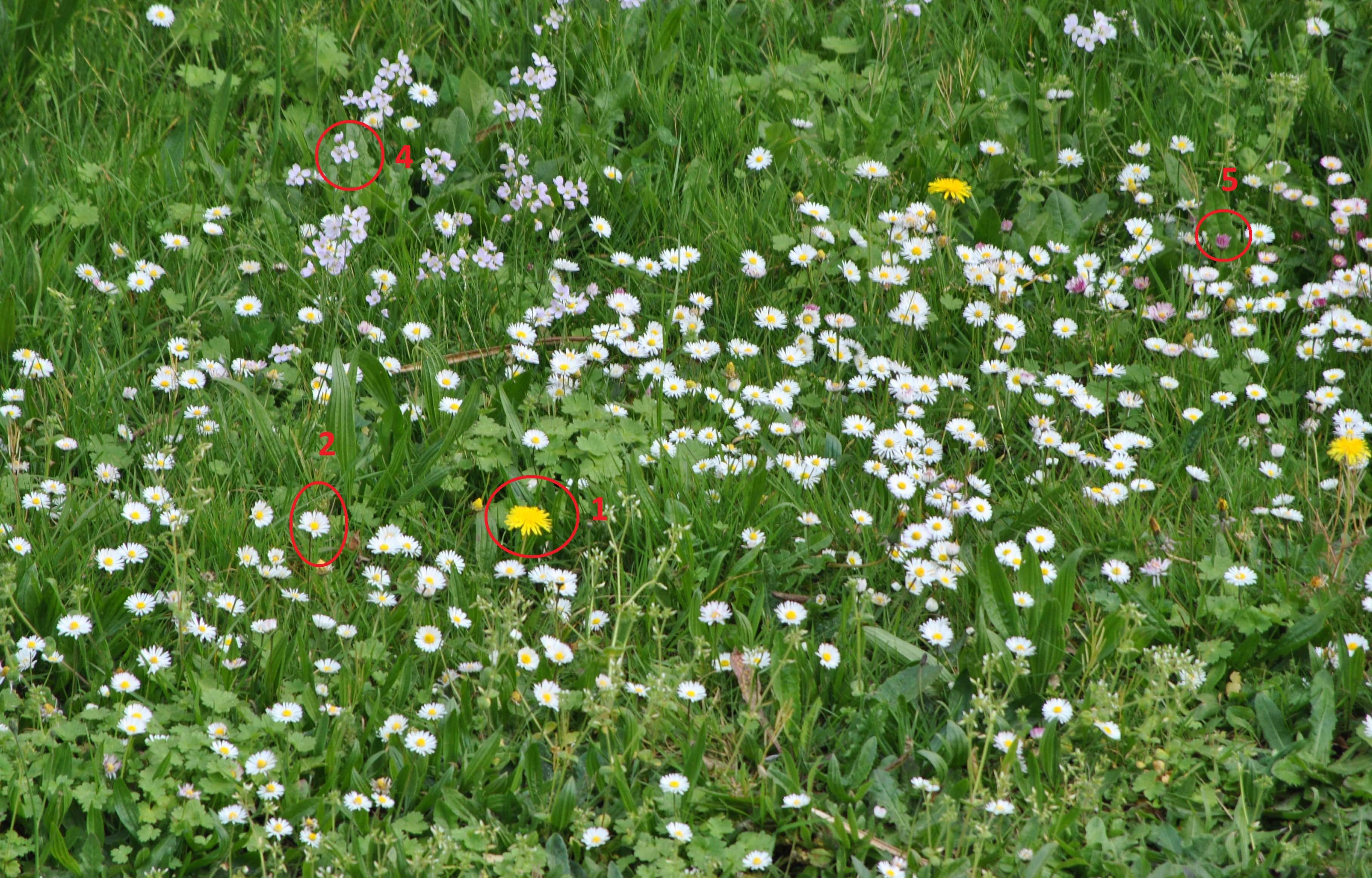 Annexe Biodiversité-min.JPG