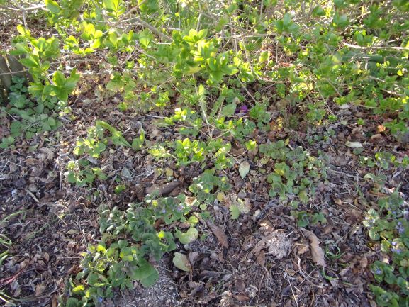 Annexe RIMG1777 copie.JPG