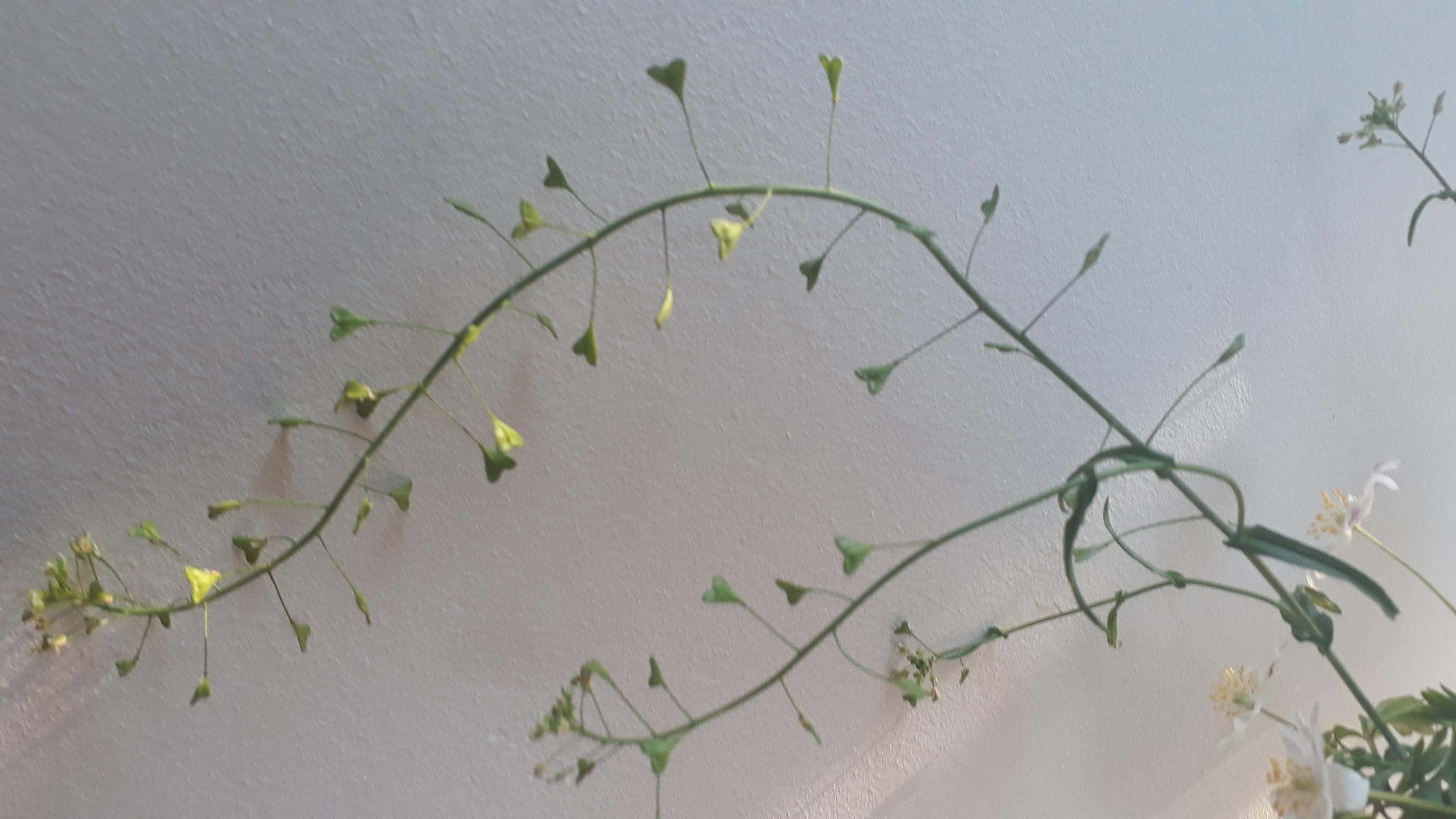 Annexe 20200406_191043-ConvertImage-ConvertImage.jpg