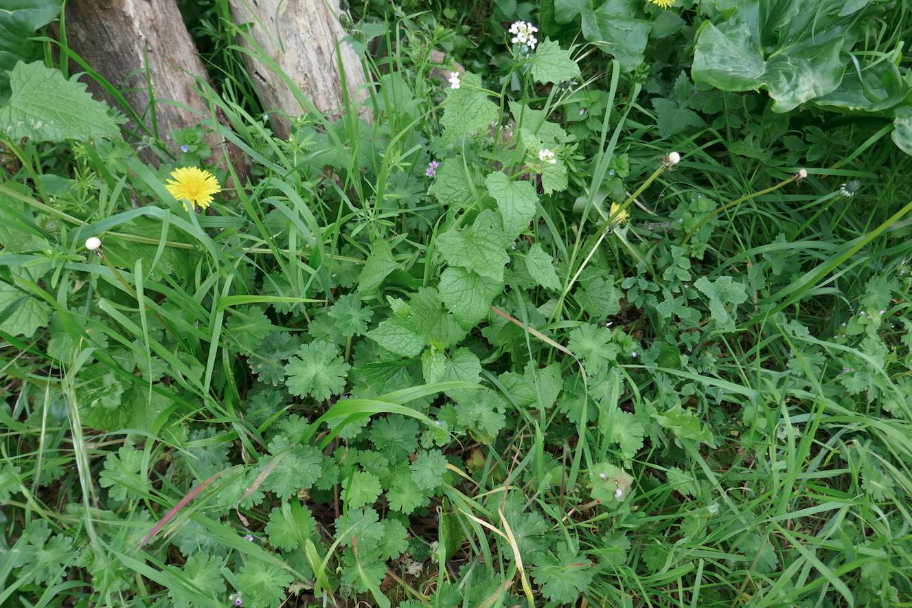 Annexe biodiversite-ConvertImage.jpg