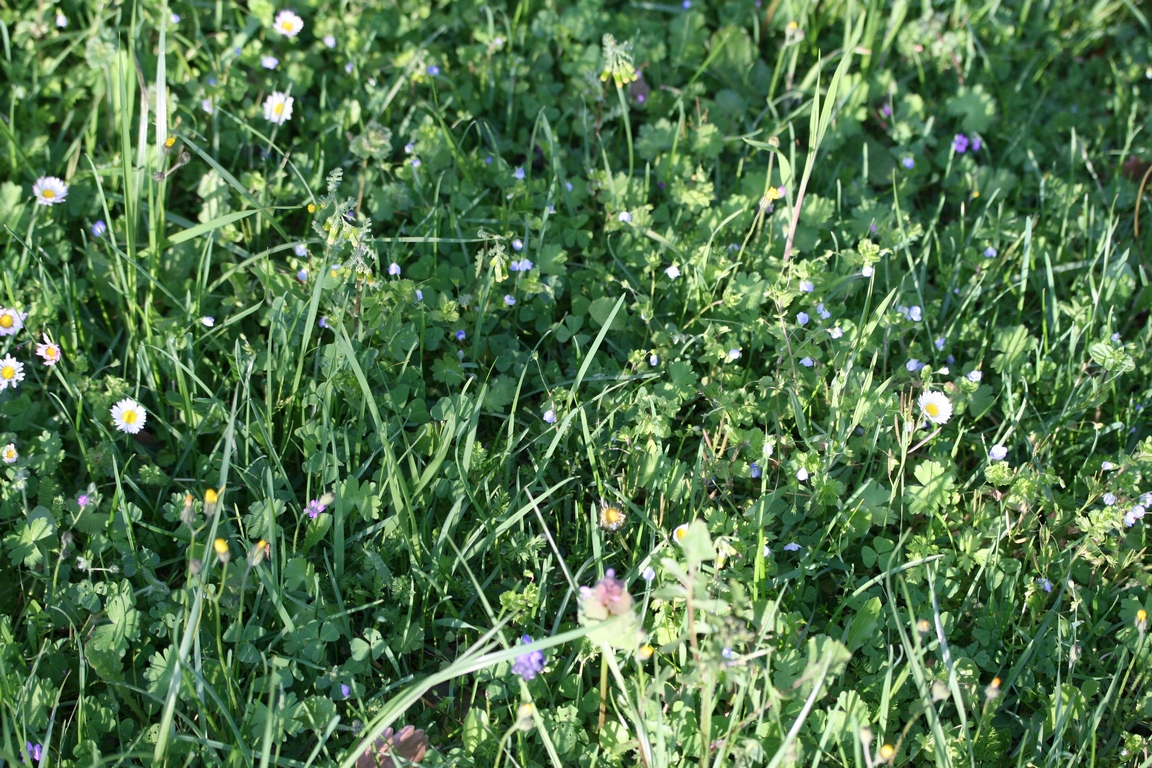 Annexe IMG_1629 (Copier).JPG