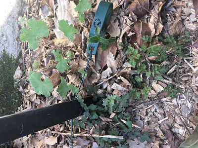 Annexe 2020-04-06 15_opt-4.jpg