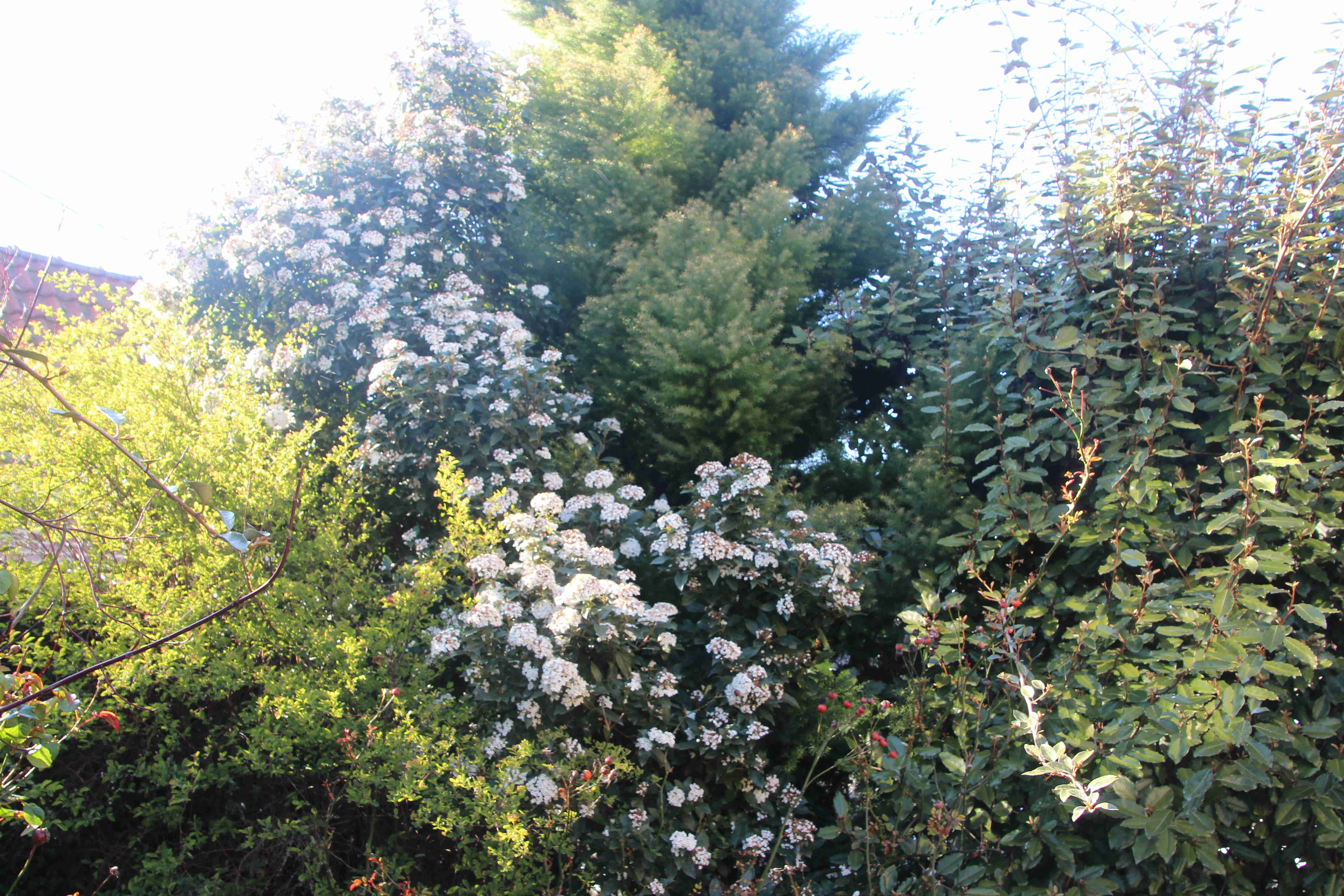 Annexe IMG_2284_comp.JPG